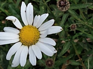 photo of Oxeye Daisy