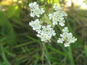 photo of Cow Parsley