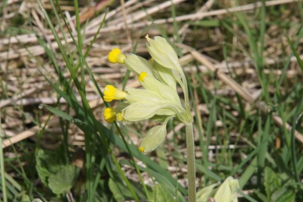 photo of Cowslip
