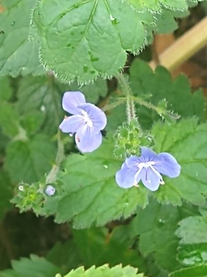 photo of Germander Speedwell