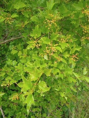 photo of Guelder Rose
