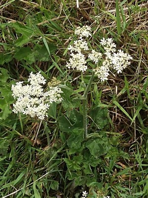photo of Hogweed