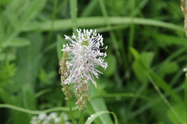 photo of Hoary Plantain