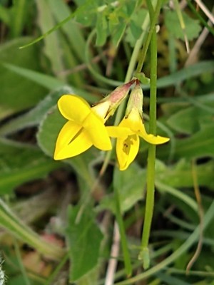 photo of Bird's Foot Trefoil