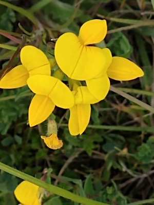 photo of Bird's Foot Trefoil