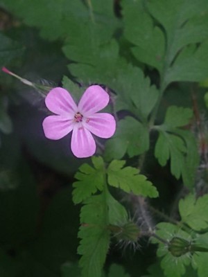 photo of Herb Robert