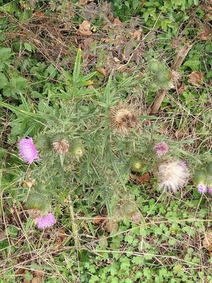 photo of Spear Thistle