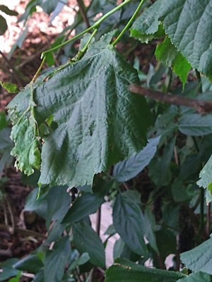 photo of Large Leaved Lime