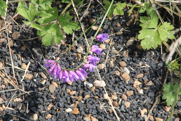 photo of Tufted Vetch