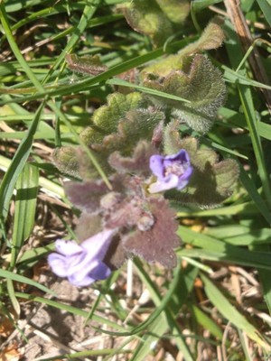 photo of Ground Ivy