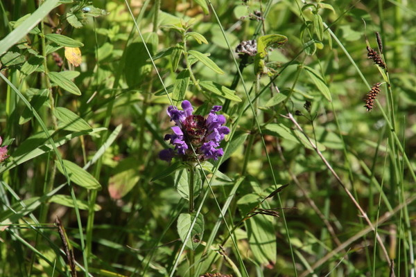 photo of Selfheal