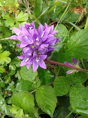 photo of Clustered Bellfower