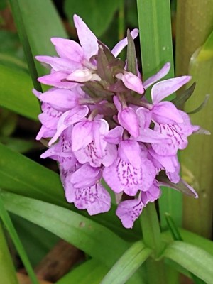 photo of Southern Marsh Orchid