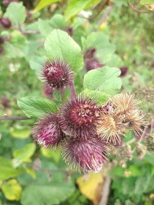photo of Lesser Burdock