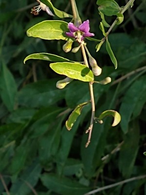 photo of Duke Of Argyll's Teaplant