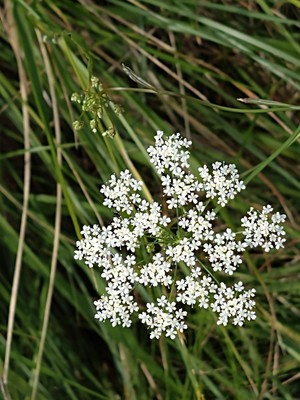 photo of Wild Carrot