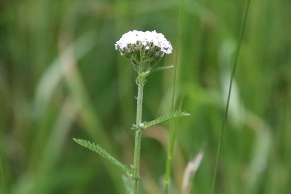 photo of Yarrow
