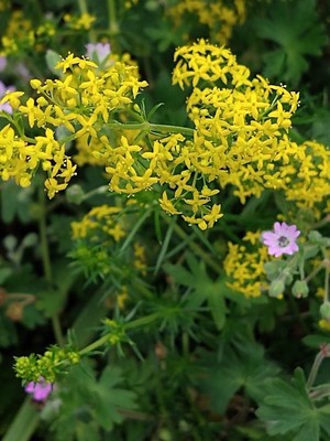 photo of Lady's Bedstraw