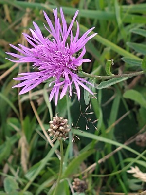 photo of Brown Knapweed