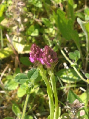 photo of Pyramidal Orchid