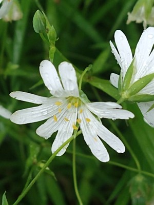 photo of Greater Stitchwort