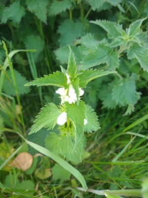 photo of White Dead Nettle