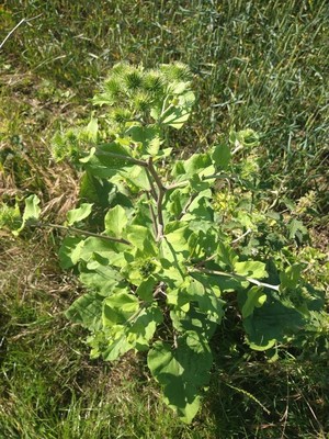 photo of Lesser Burdock