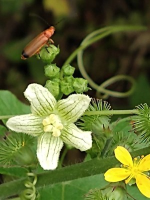 photo of White Bryony
