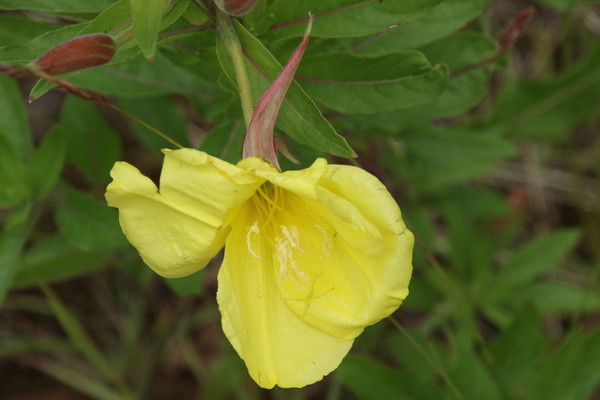 photo of Large Flowered Evening Primrose