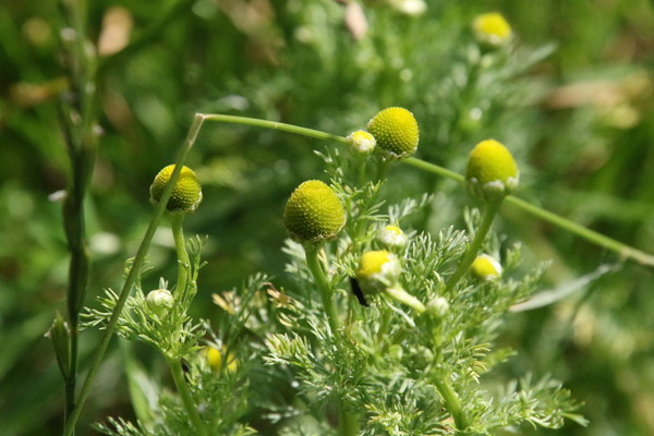 photo of Pineappleweed