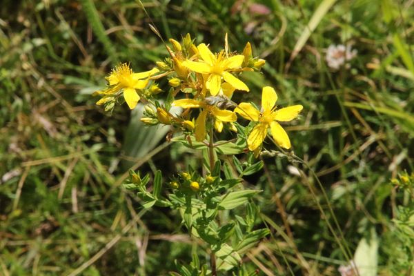 photo of Des Etangs' St John's Wort