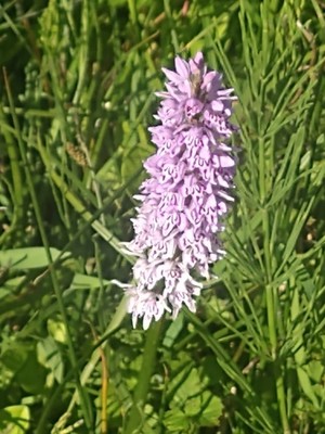 photo of Common Spotted Orchid