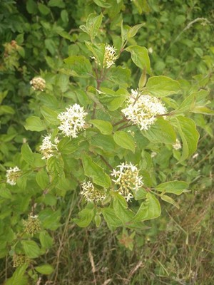 photo of Dogwood