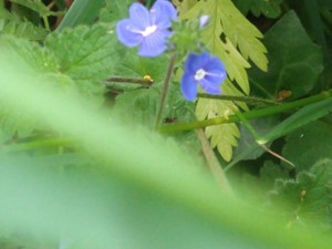 photo of Germander Speedwell