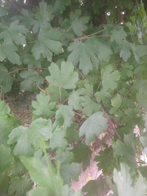 photo of Field Maple