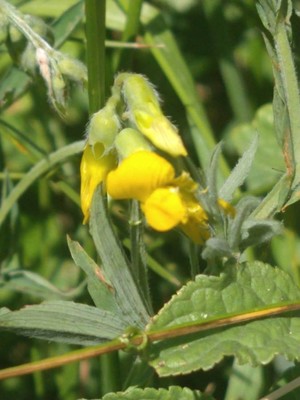 photo of Meadow Vetchling