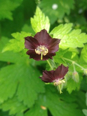 photo of Dusky Crane's Bill