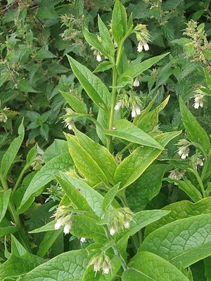photo of Common Comfrey