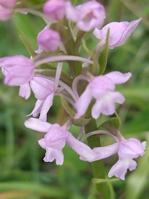 photo of Chalk Fragrant Orchid