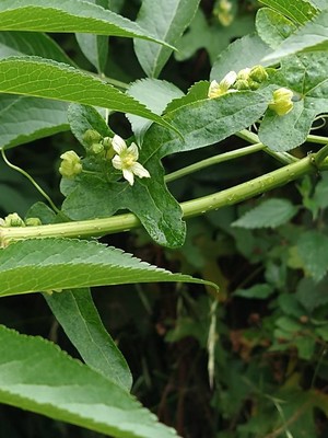 photo of White Bryony