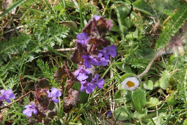 photo of Ground Ivy