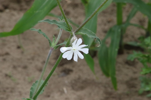 photo of White Campion