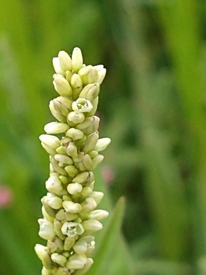 photo of Pale Persicaria