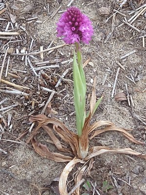 photo of Pyramidal Orchid