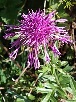photo of Greater Knapweed