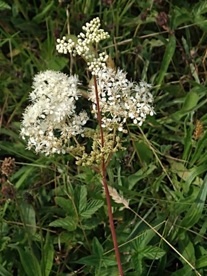 photo of Meadowsweet