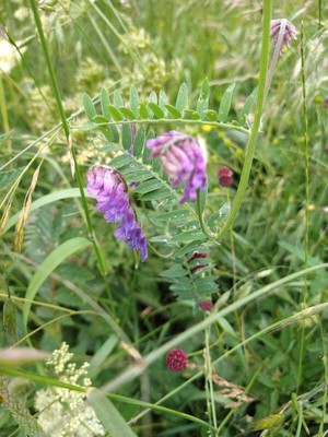 photo of Fodder Vetch