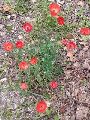 photo of Common Poppy