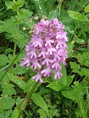 photo of Pyramidal Orchid