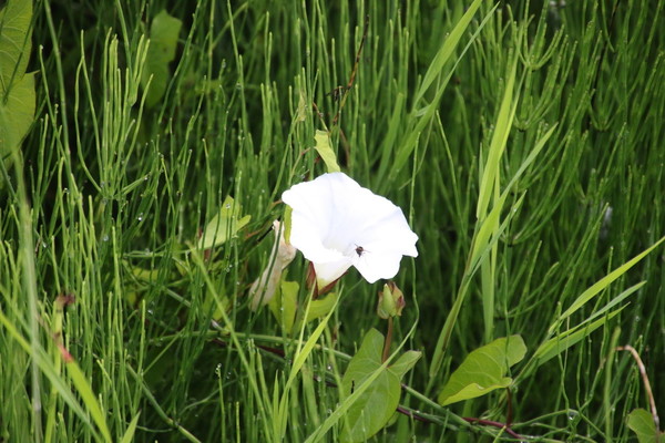 photo of Hedge Bindweed